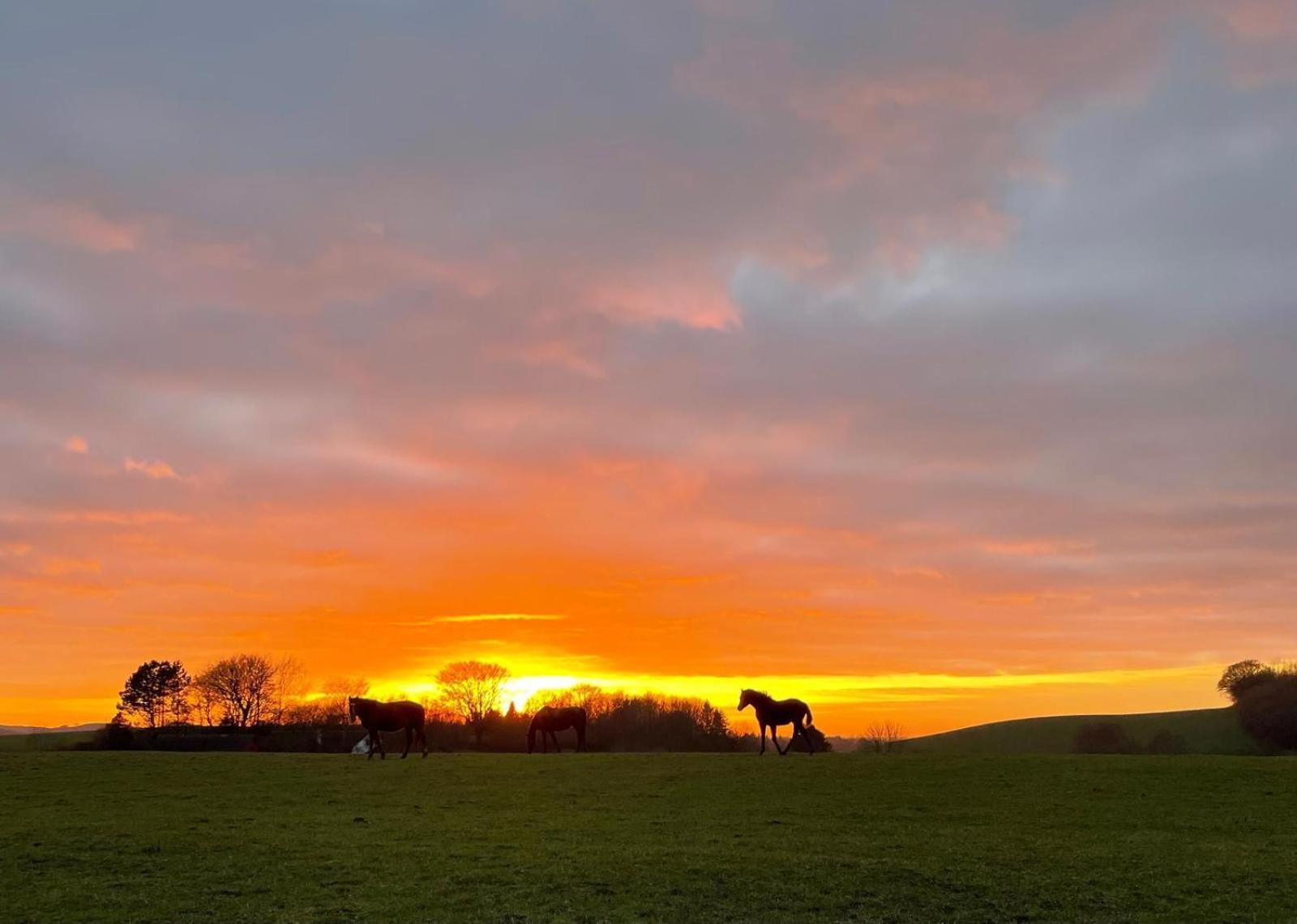 Glamping Mi Casa Tu Casadk Hotel Vissenbjerg Eksteriør billede